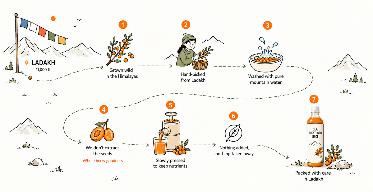 Seven-step illustrated journey of Mevva sea buckthorn juice, from berries grown wild in the Himalayas and hand-picked in Ladakh to pressing and packing